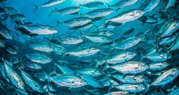 Certificazione MSC: Guida Completa alla Pesca Sostenibile e alla Tracciabilità Ittica